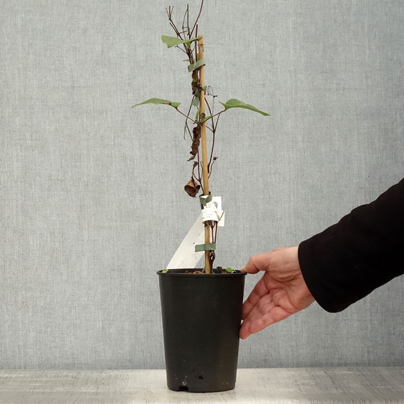 Esemplare di Clematis Mon Amour - Clematide Vaso da 2L/3L come consegnato in autunno