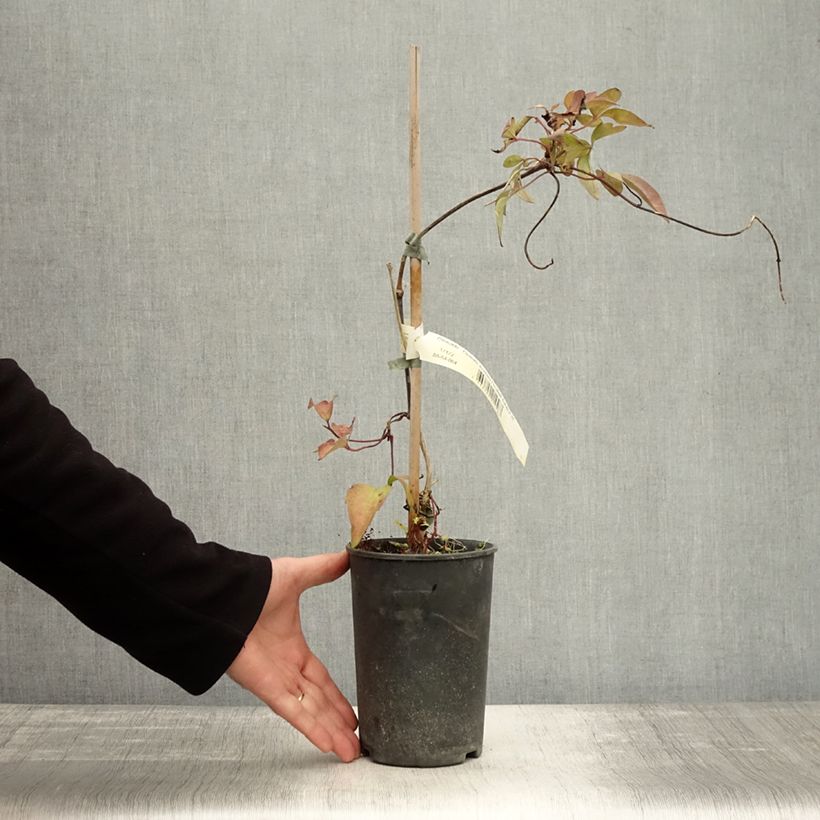 Esemplare di Clematis montana Elizabeth - Clematide Vaso da 2L/3L come consegnato in autunno