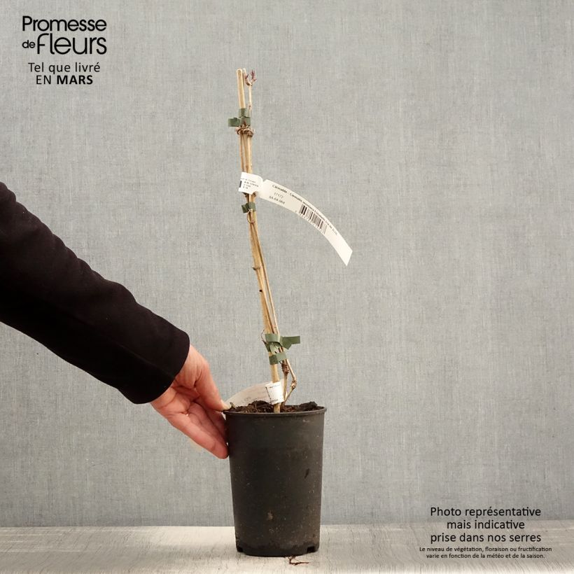 Clematis montana Elizabeth - Clematide Vaso da 2L/3L esemplare consegnato in primavera