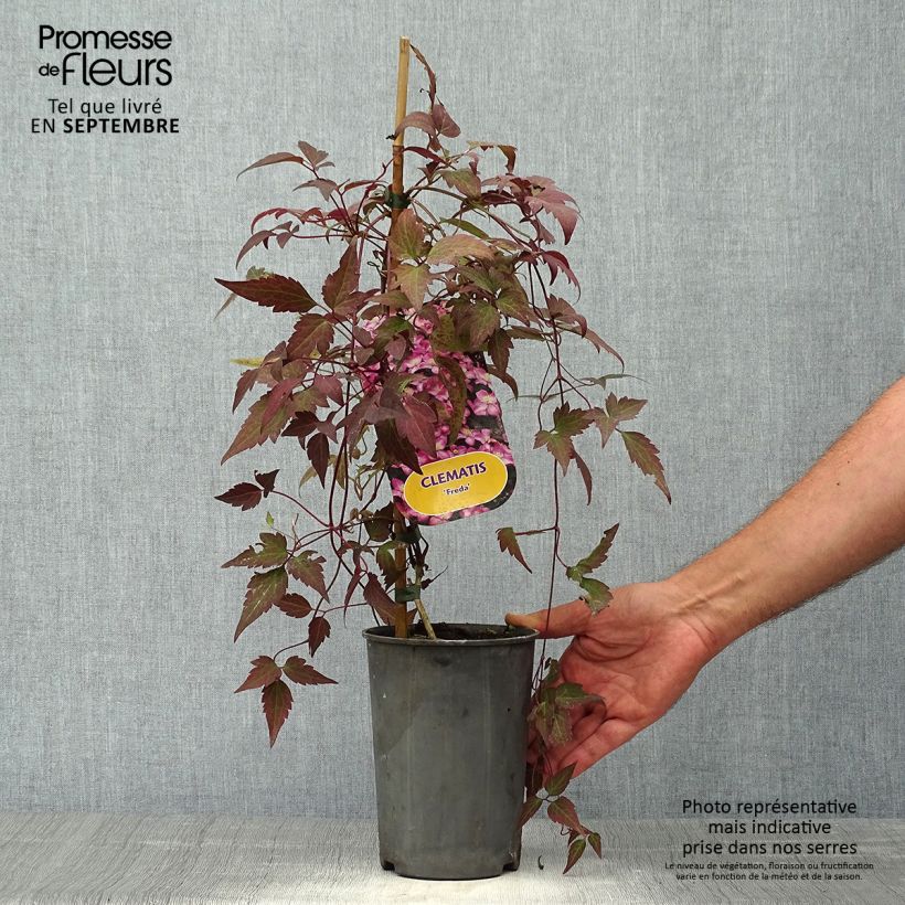 Esemplare di Clematis montana Freda - Clematide Vaso da 2L/3L come consegnato in autunno