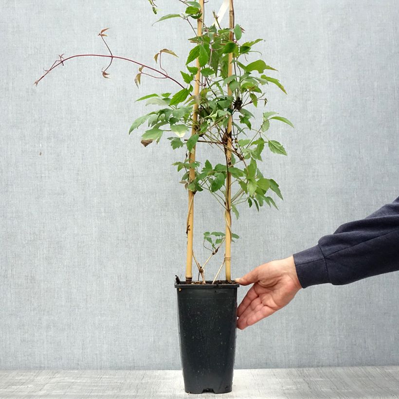 Clematis montana Giant Star - Clematide Vaso da 3L/4L esemplare consegnato in primavera