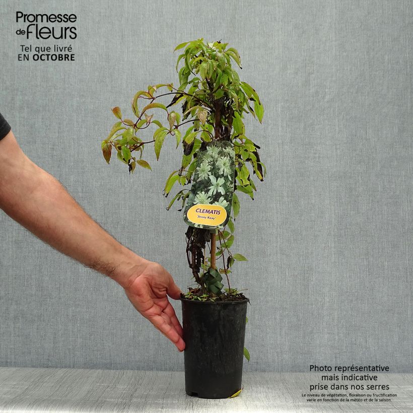Esemplare di Clematis Jenny Keay - Clematide Vaso da 2L/3L come consegnato in autunno