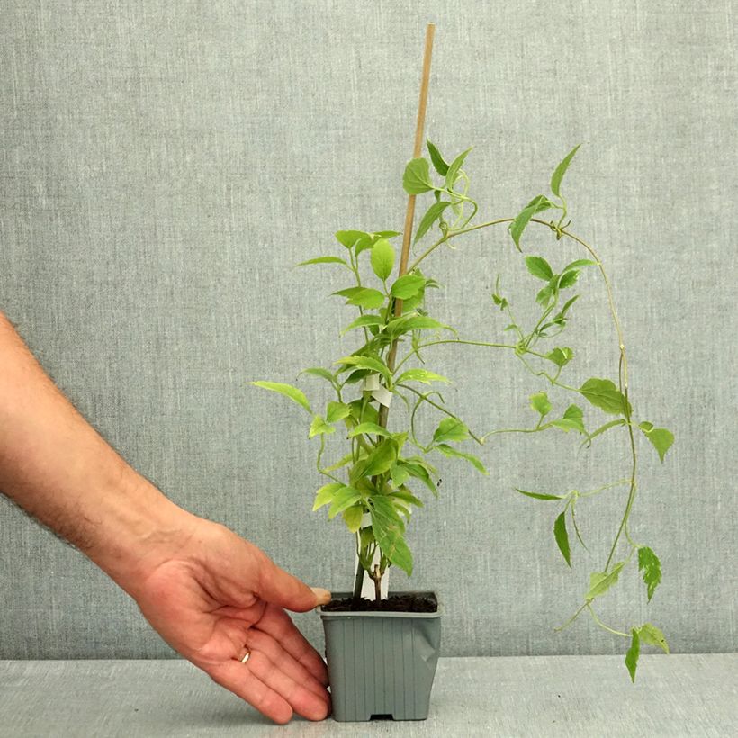 Esemplare di Clematis montana Marjorie - Clematide Vasetto da 8/9 cm consegnato in estate