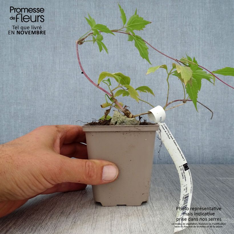 Esemplare di Clematis montana Rubens - Clematide Vasetto da 8/9 cm come consegnato in autunno