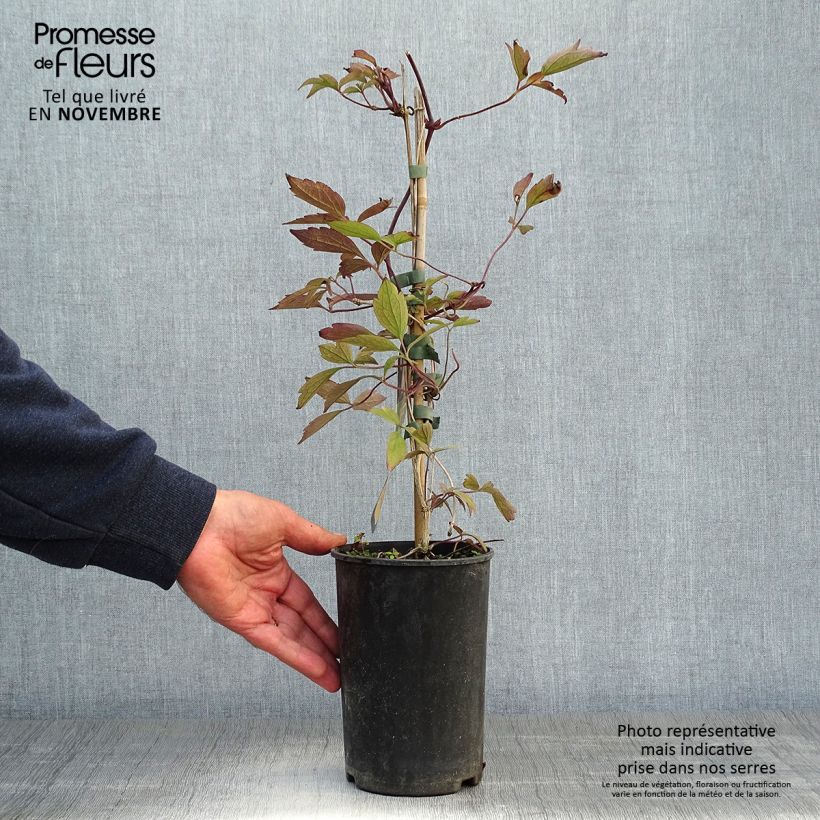 Esemplare di Clematis montana Rubens - Clematide Vaso da 1,5L/2L come consegnato in autunno