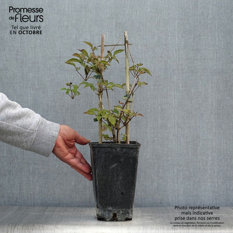 Esemplare di Clematis montana Spooneri - Clematide Vaso da 2L/3L come consegnato in autunno