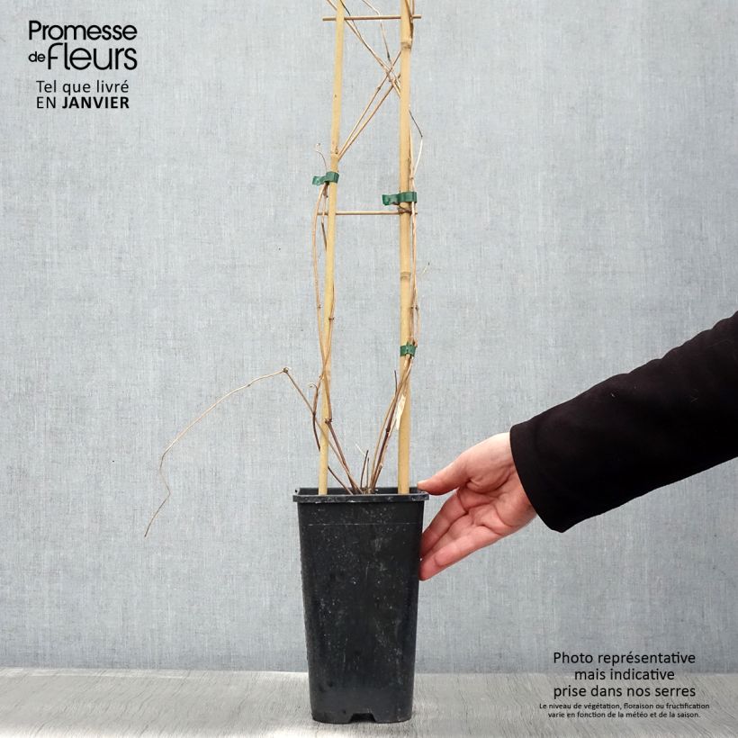 Clematis montana Spooneri - Clematide Vaso da 2L/3L esemplare consegnato in inverno