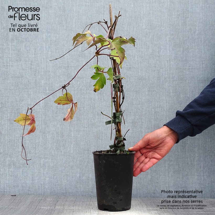 Esemplare di Clematis montana Tetrarose - Clematide Vaso da 2L/3L come consegnato in autunno