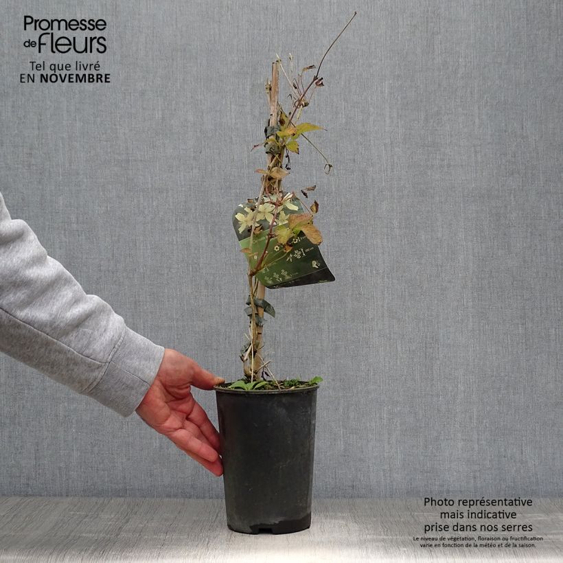 Esemplare di Clematis montana Wilsonii - Clematide Vaso da 2L/3L come consegnato in autunno