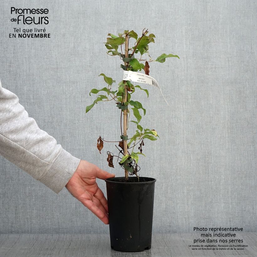 Esemplare di Clematis Morning Star - Clematide Vaso da 2L/3L come consegnato in autunno
