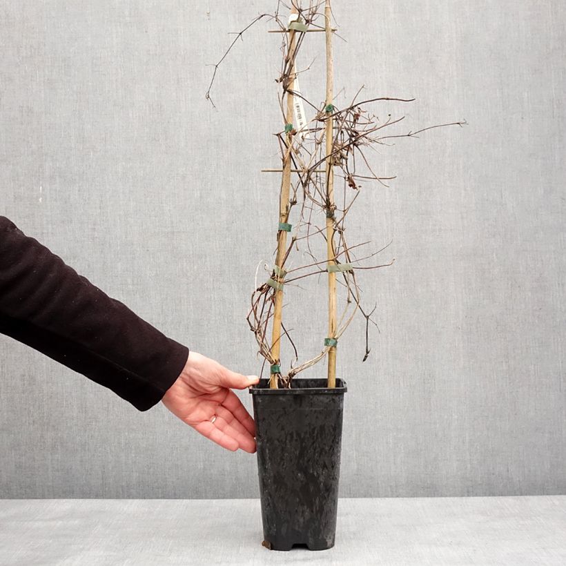 Clematis Mrs N. Thompson - Clematide Vaso da 3L/4L esemplare consegnato in inverno