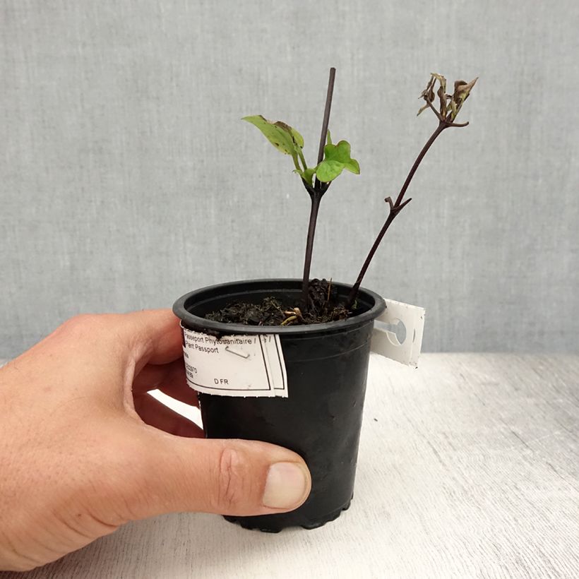 Esemplare di Clematis Multi Blue - Clematide Vasetto da 8/9 cm consegnato in estate