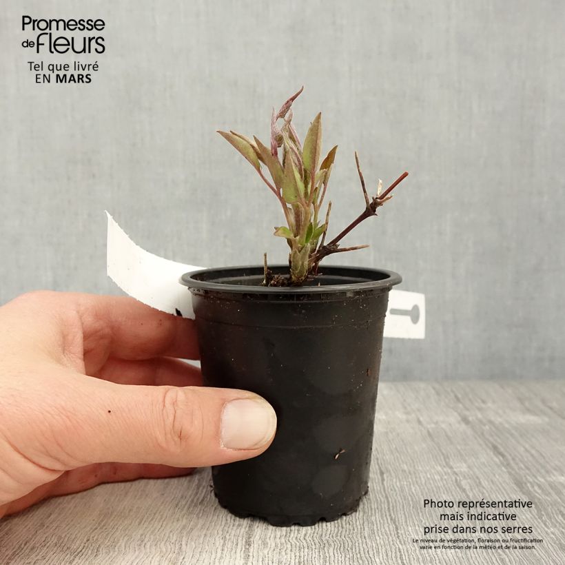 Clematis Multi Blue - Clematide Vasetto da 8/9 cm esemplare consegnato in primavera