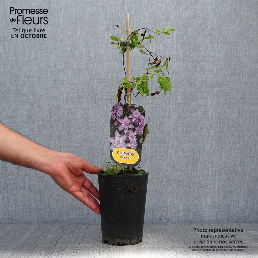 Esemplare di Clematis Multi Pink - Clematide Vaso da 2L/3L come consegnato in autunno