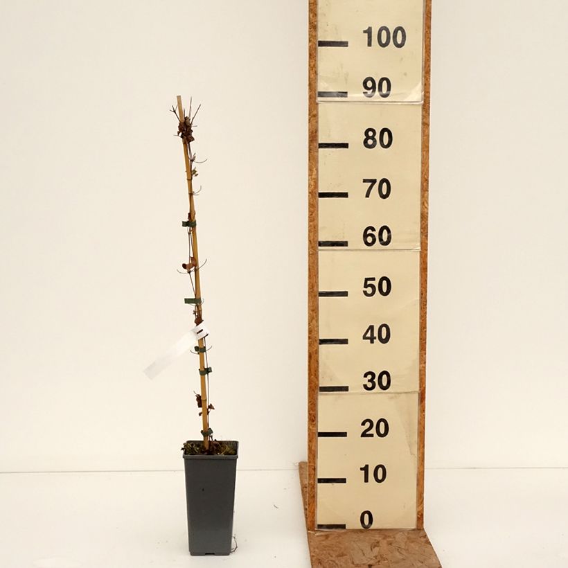 Clematis My Darling - Clematide Vaso da 2L/3L esemplare consegnato in inverno