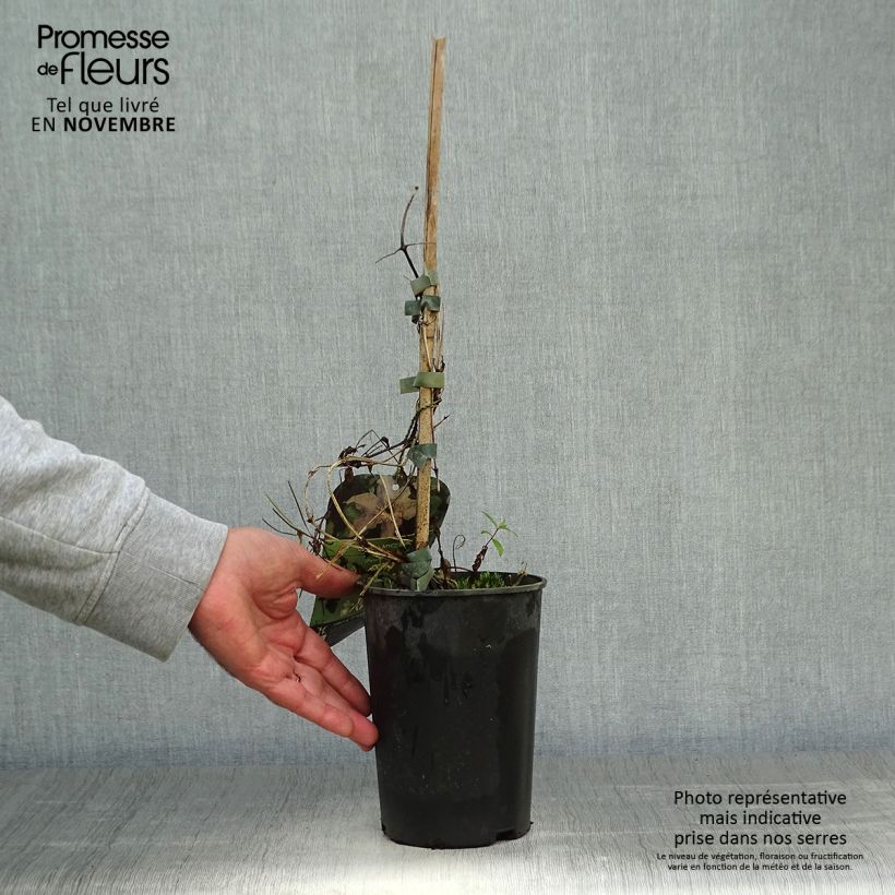 Esemplare di Clematis Myosotis - Clematide Vaso da 2L/3L come consegnato in autunno