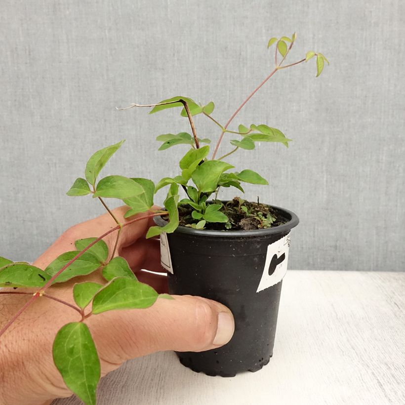 Esemplare di Clematis lanuginosa Nelly Moser - Clematide Vasetto da 8/9 cm consegnato in estate