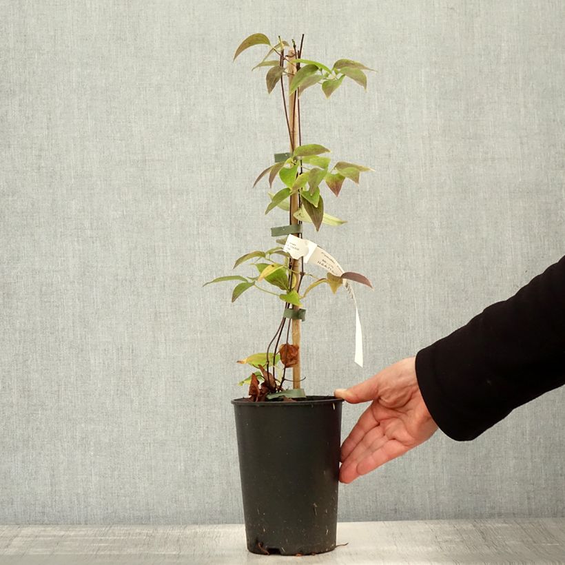 Esemplare di Clematis lanuginosa Nelly Moser - Clematide Vaso da 2L/3L come consegnato in autunno