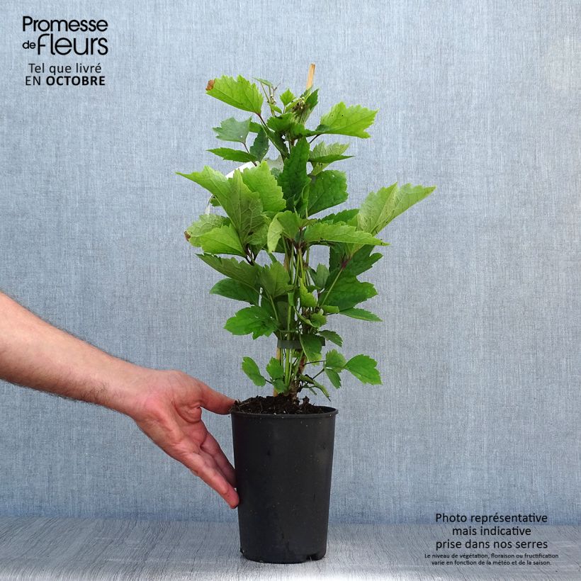 Esemplare di Clematis New Love - Clematide Vaso da 2L/3L come consegnato in autunno