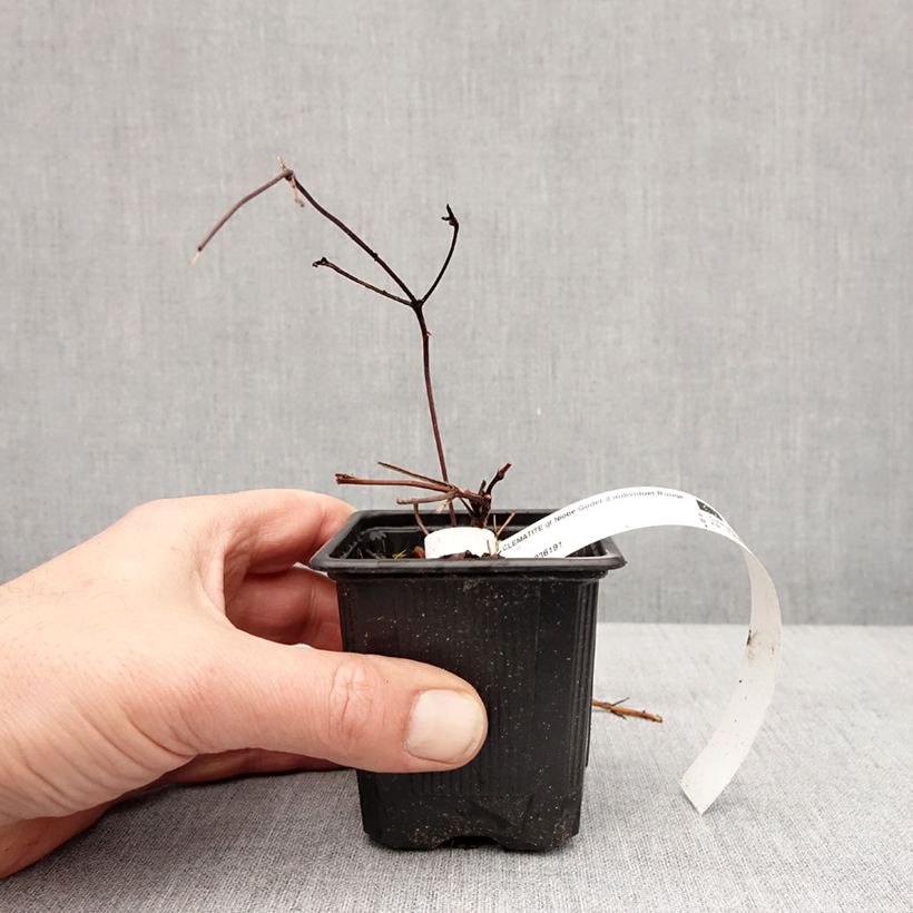 Clematis Niobe - Clematide Vasetto da 8/9 cm esemplare consegnato in inverno