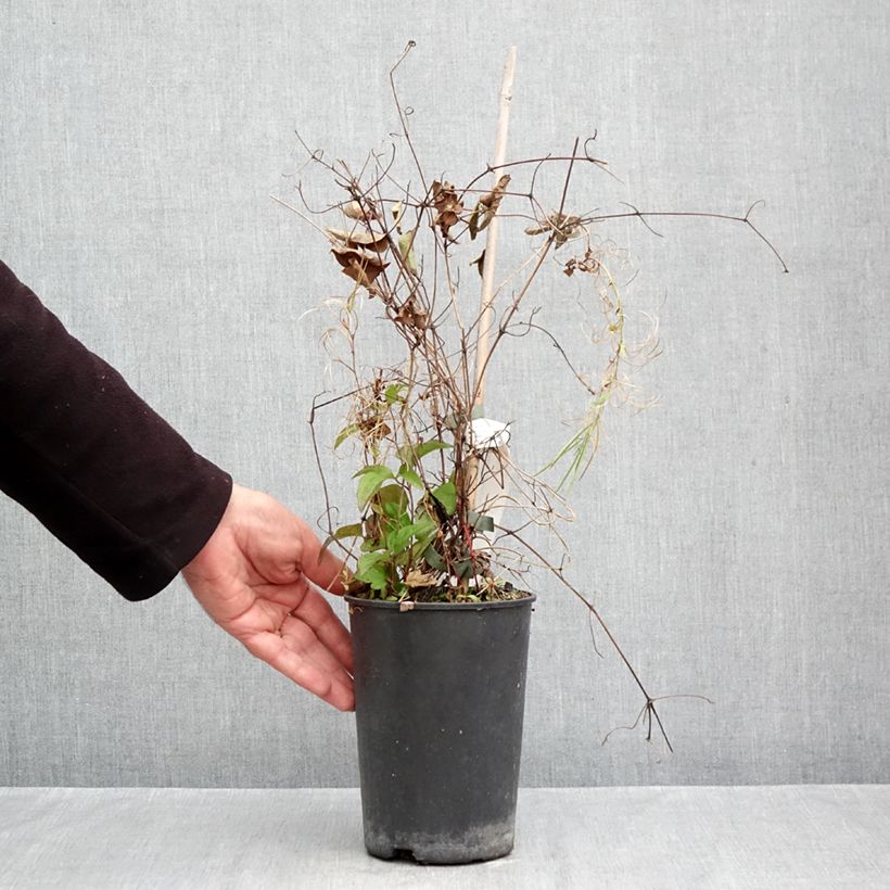 Esemplare di Clematis Niobe - Clematide Vaso da 2L/3L come consegnato in autunno