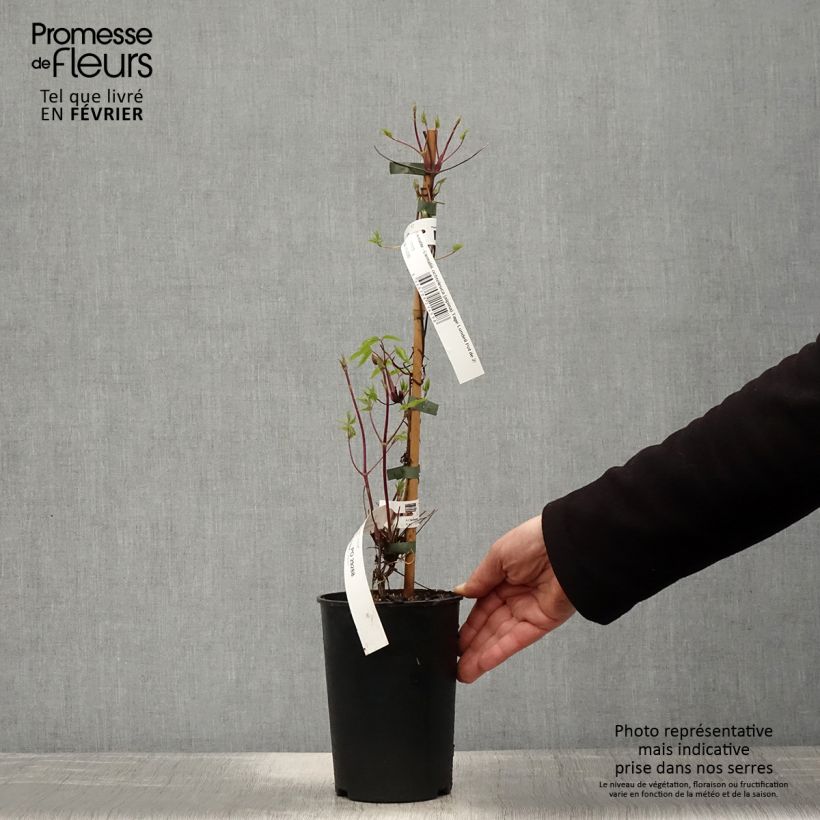 Clematis Tage Lundell - Clematide Vaso da 2L/3L esemplare consegnato in inverno