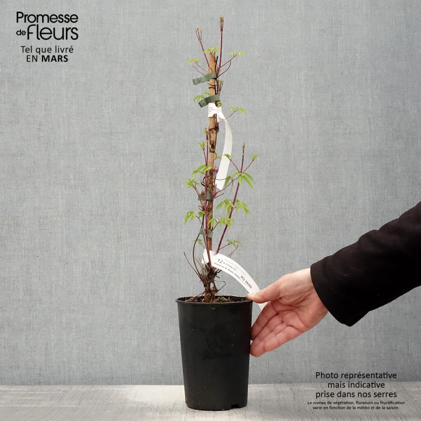 Clematis Tage Lundell - Clematide Vaso da 2L/3L esemplare consegnato in primavera