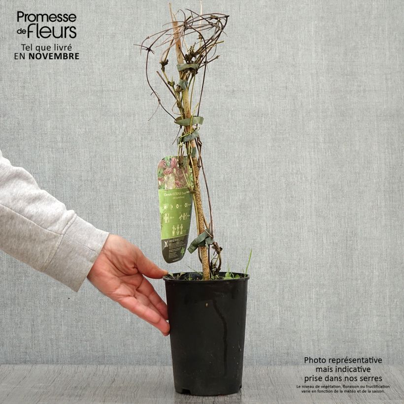 Esemplare di Clematis Octopus - Clematide Vaso da 2L/3L come consegnato in autunno