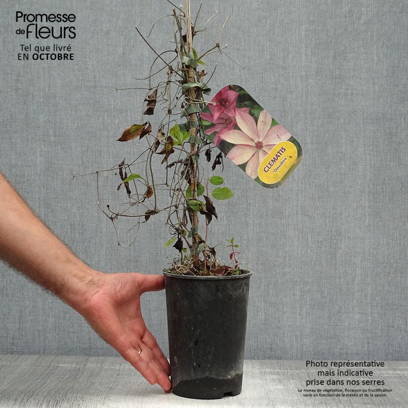 Esemplare di Clematis Omoshiro - Clematide Vaso da 2L/3L come consegnato in autunno
