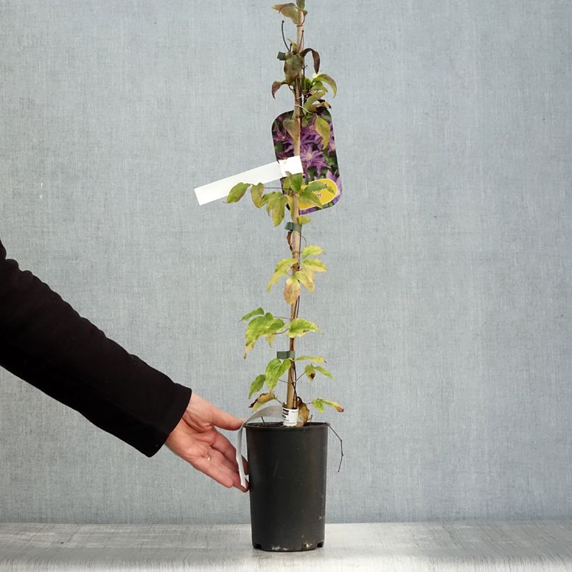 Esemplare di Clematis Palette - Clematide Vaso da 2L/3L come consegnato in autunno