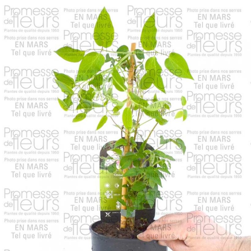 Esempio di esemplare Clématite - Clematis Andromeda Pot de 2L/3L come consegnato