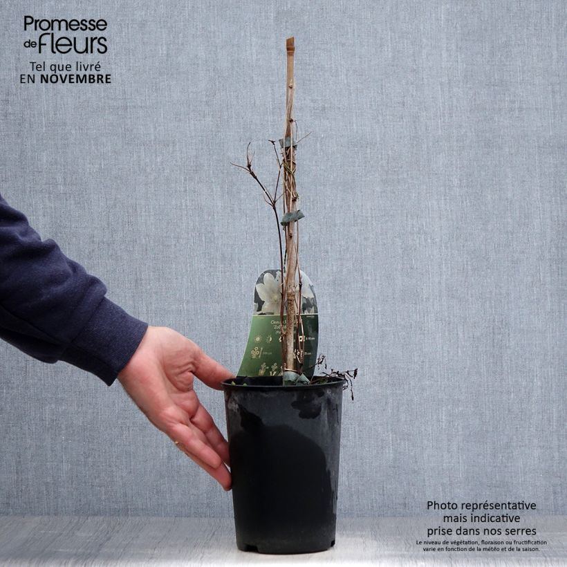 Esemplare di Clematis Spotlight - Clematide Vaso da 2L/3L come consegnato in autunno
