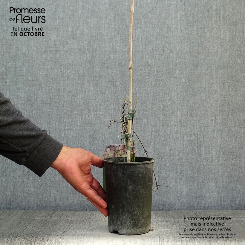 Esemplare di Clematis Pernille - Clematide Vaso da 2L/3L come consegnato in autunno