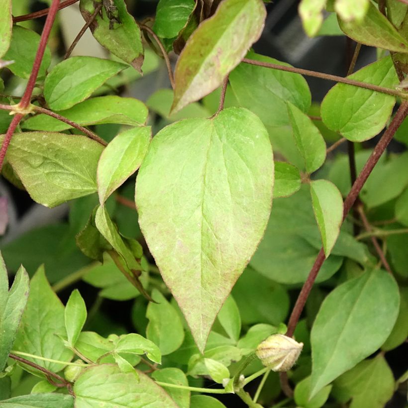 Clematis Pernille - Clematide (Fogliame)