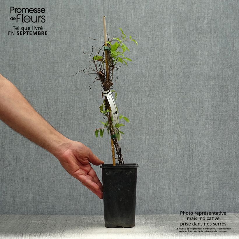 Esemplare di Clematis Picardy - Clematide Vaso da 1,5L/2L come consegnato in autunno