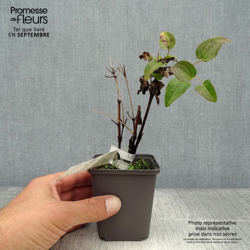 Esemplare di Clematis Piilu - Clematide Vasetto da 8/9 cm come consegnato in autunno