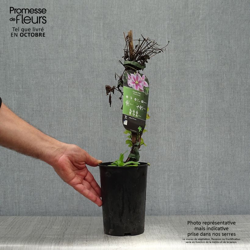 Esemplare di Clematis Piilu - Clematide Vaso da 2L/3L come consegnato in autunno