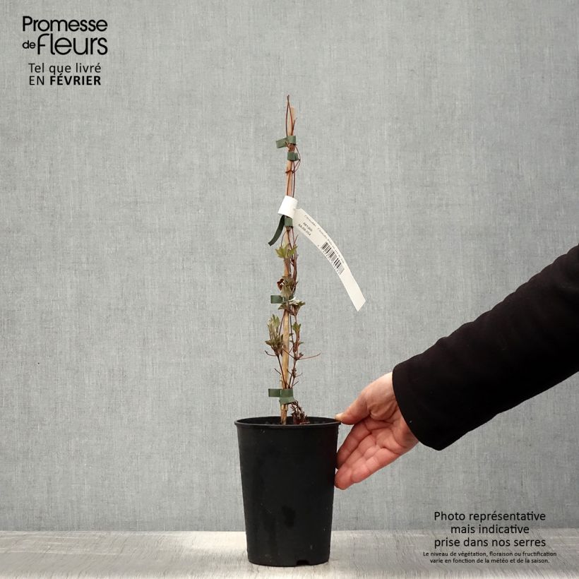 Clematis Piilu - Clematide Vaso da 2L/3L esemplare consegnato in inverno