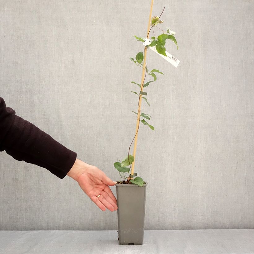 Esemplare di Clematis Pistachio Cake - Clematide Vaso da 2L/3L come consegnato in autunno