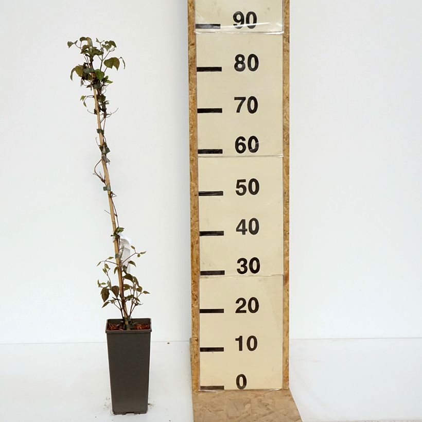 Clematis Pistachio Cake - Clematide Vaso da 2L/3L esemplare consegnato in primavera