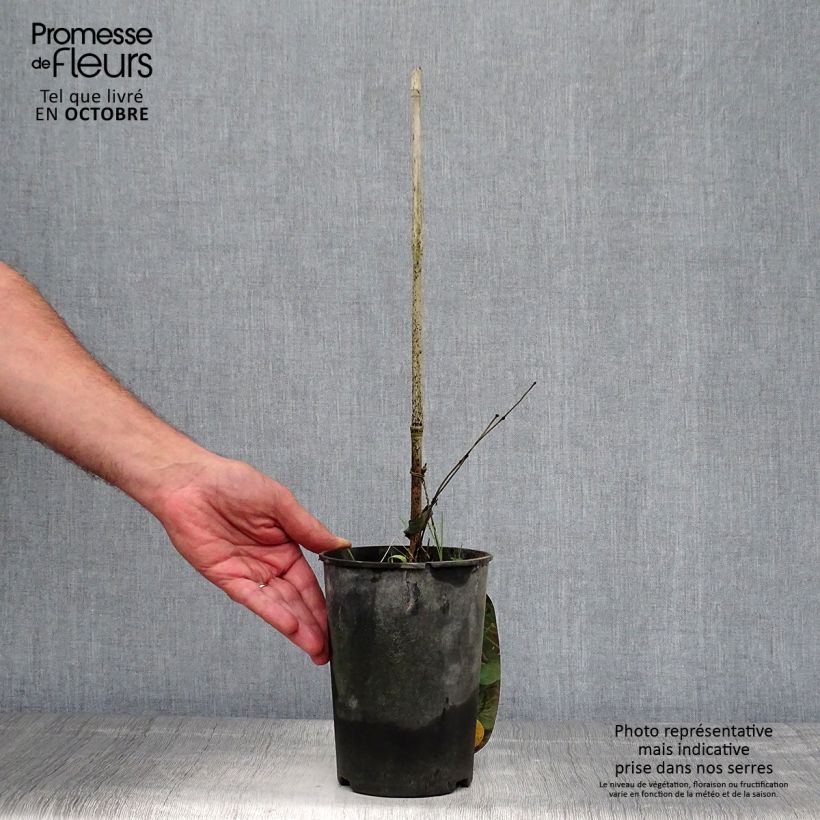 Esemplare di Clematis Pitcheri - Clematide Vaso da 2L/3L come consegnato in autunno