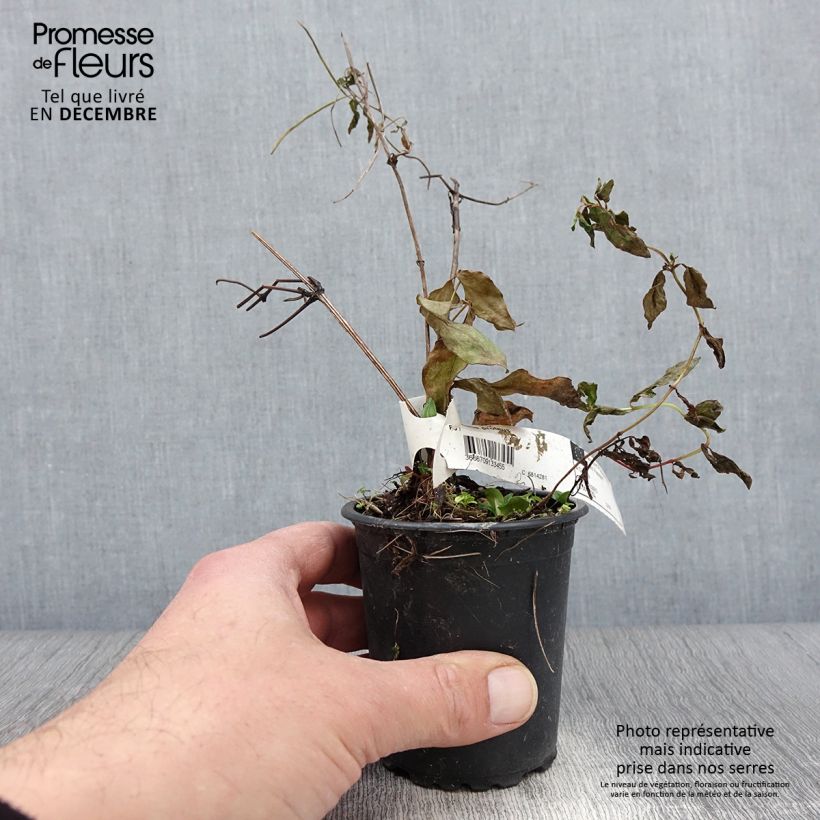 Esemplare di Clematis Proteus - Clematide Vasetto da 8/9 cm come consegnato in autunno
