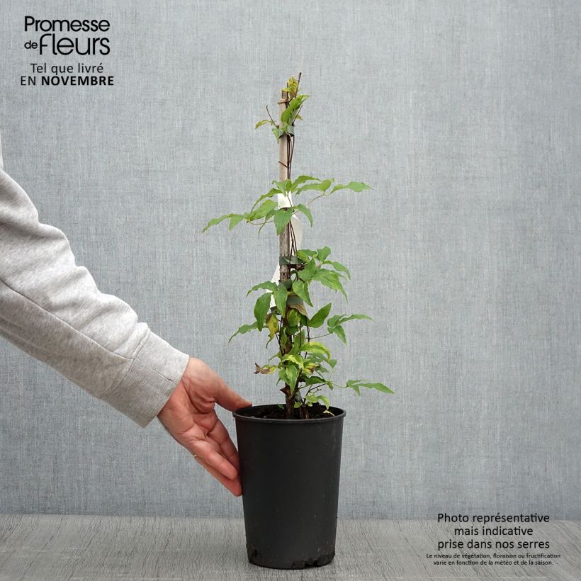 Esemplare di Clematis Proteus - Clematide Vaso da 2L/3L come consegnato in autunno