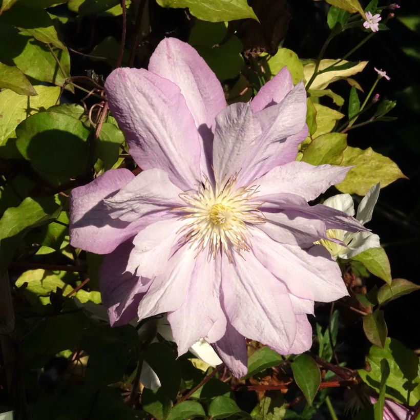 Clematis Proteus - Clematide (Fioritura)