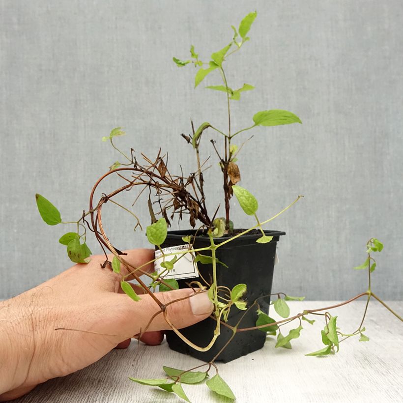 Clematis Rasputin - Clematide Vasetto da 8/9 cm esemplare consegnato in primavera