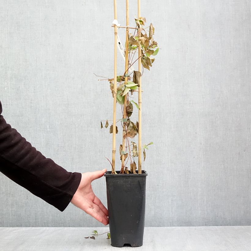 Esemplare di Clematis Rebecca - Clematide Vaso da 2L/3L come consegnato in autunno