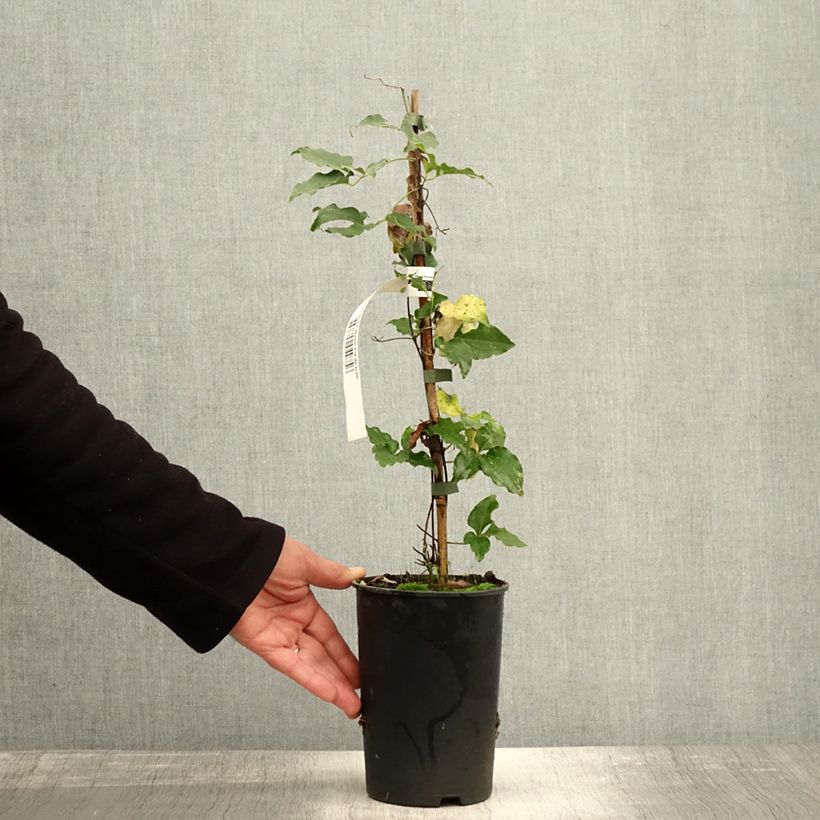 Esemplare di Clematis Red Passion - Clematide Vaso da 2L/3L come consegnato in autunno