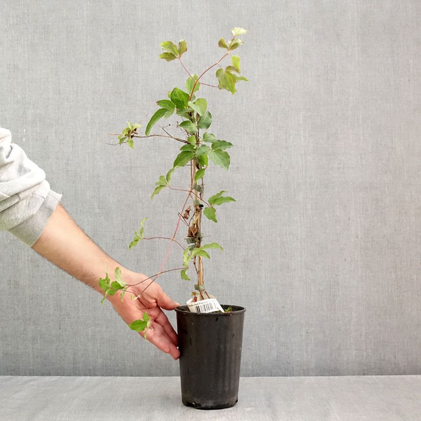 Esemplare di Clematis Red Passion - Clematide Vaso da 2L/3L come consegnato in autunno