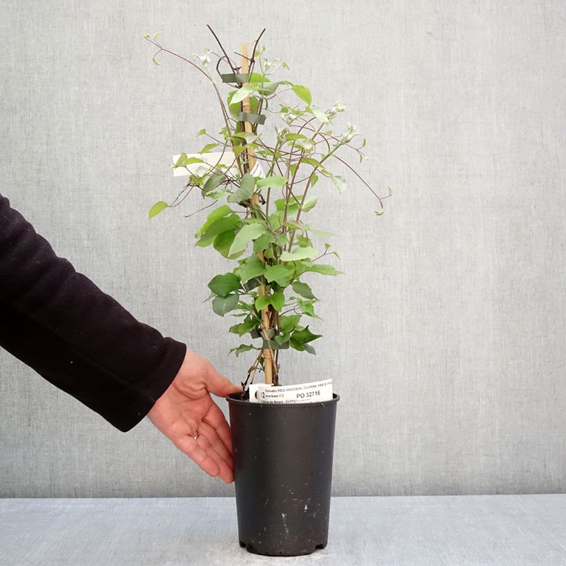 Clematis Red Passion - Clematide Vaso da 2L/3L esemplare consegnato in primavera