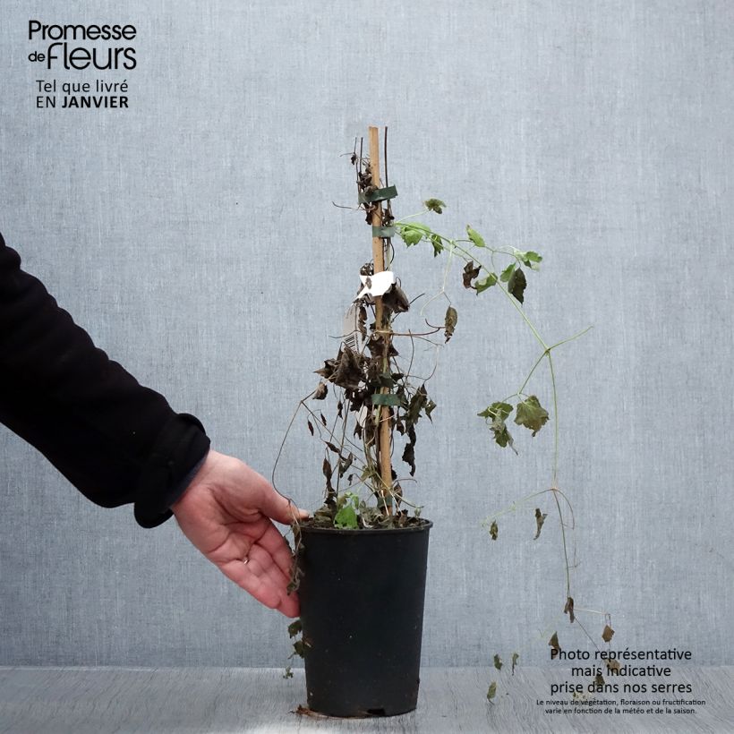 Clematis rehderiana - Clematide Vaso da 2L/3L esemplare consegnato in inverno